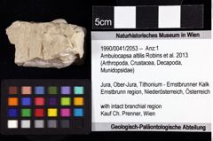 Foto (Objket + Etiketten) von Ambulocapsa altilis (Robins et al., 2013) 